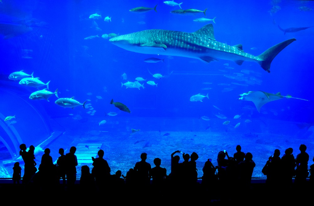 美ら海水族館
